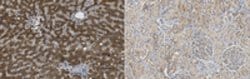 PDE6a Mouse anti-Human, Clone: 7A11.1, MilliporeSigma 25 &mu;g;Unconjugated:Antibodies,